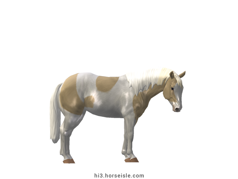 American Paint Stock Horse Flaxen Ivory Champagne Tovero Coat (normal view)